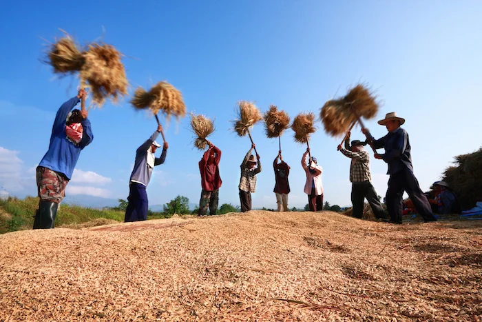 In many areas of Asia the threshing is done by hand. In this farm, bundles of rice are beaten onto the ground and the grains fall off. Photo©iStock
