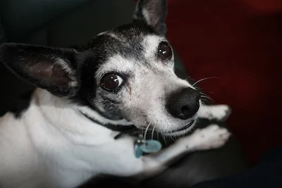 dog_hugo.jpg