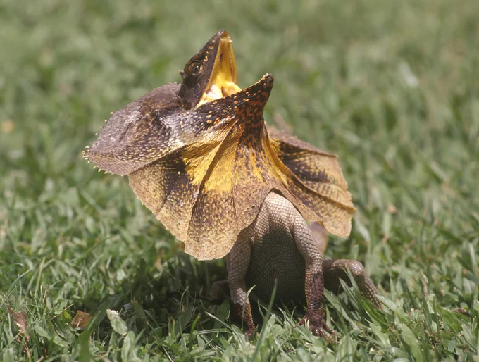 When it is frightened the frilled lizard spreads its frill, raises its body, and opens its mouth...wide! 'Look how fierce I am'©iStock