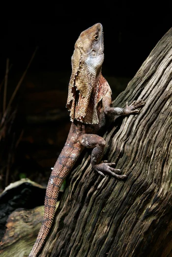 The frill of skin usually lies folded behind the head. ©iStock