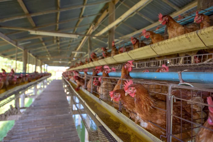 Caged or battery hens ©iStock
