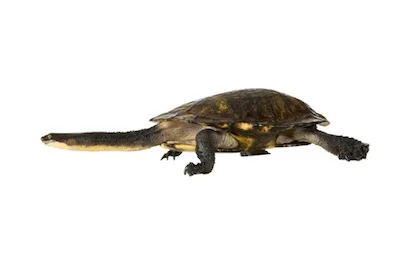 turtle_long-necked_TS.jpg