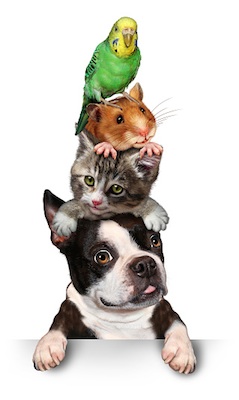 pet_stack_TS.jpg