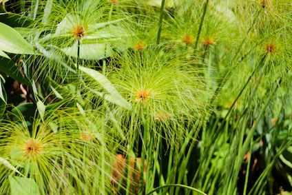Papyrus plants were used to make writing material in Ancient Egypt. © iStock
