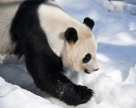 The Giant panda is found in the wild only in China. Photo©Getty