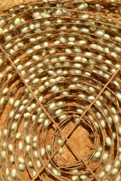 In a silk farm, the silkworms attach to bamboo canes and spin cocoons ©iStock