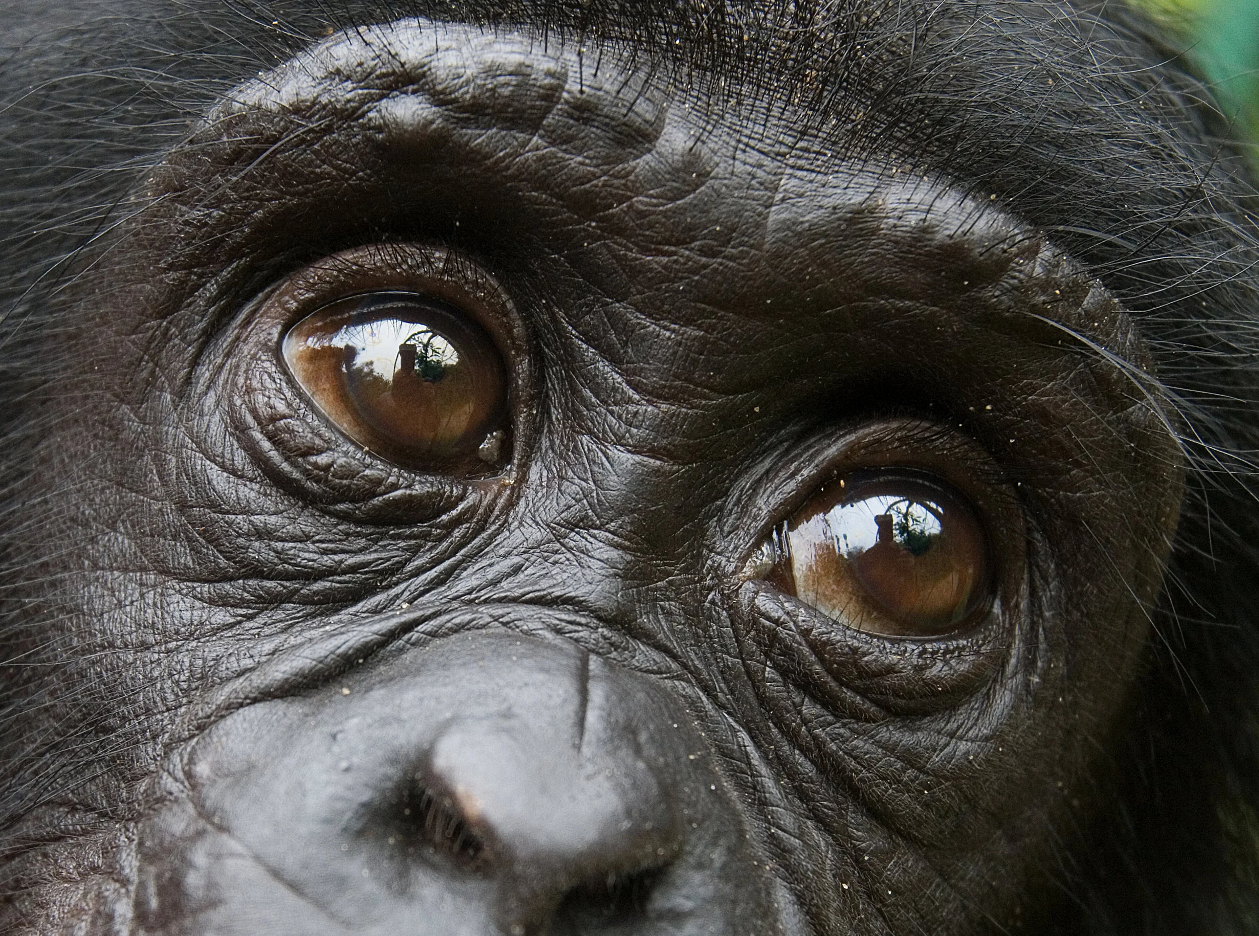 Bonobo. Photo©Getty