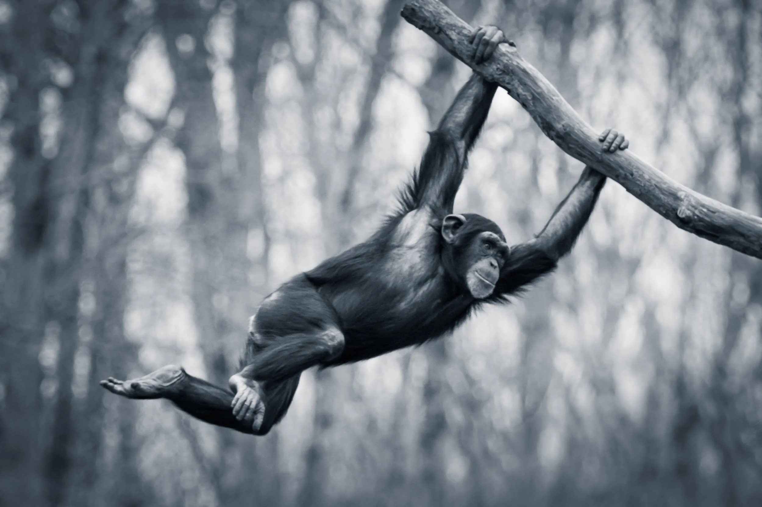 A chimpanzee moving through the treetop at speed, swinging from branch to branch. Photo©Getty