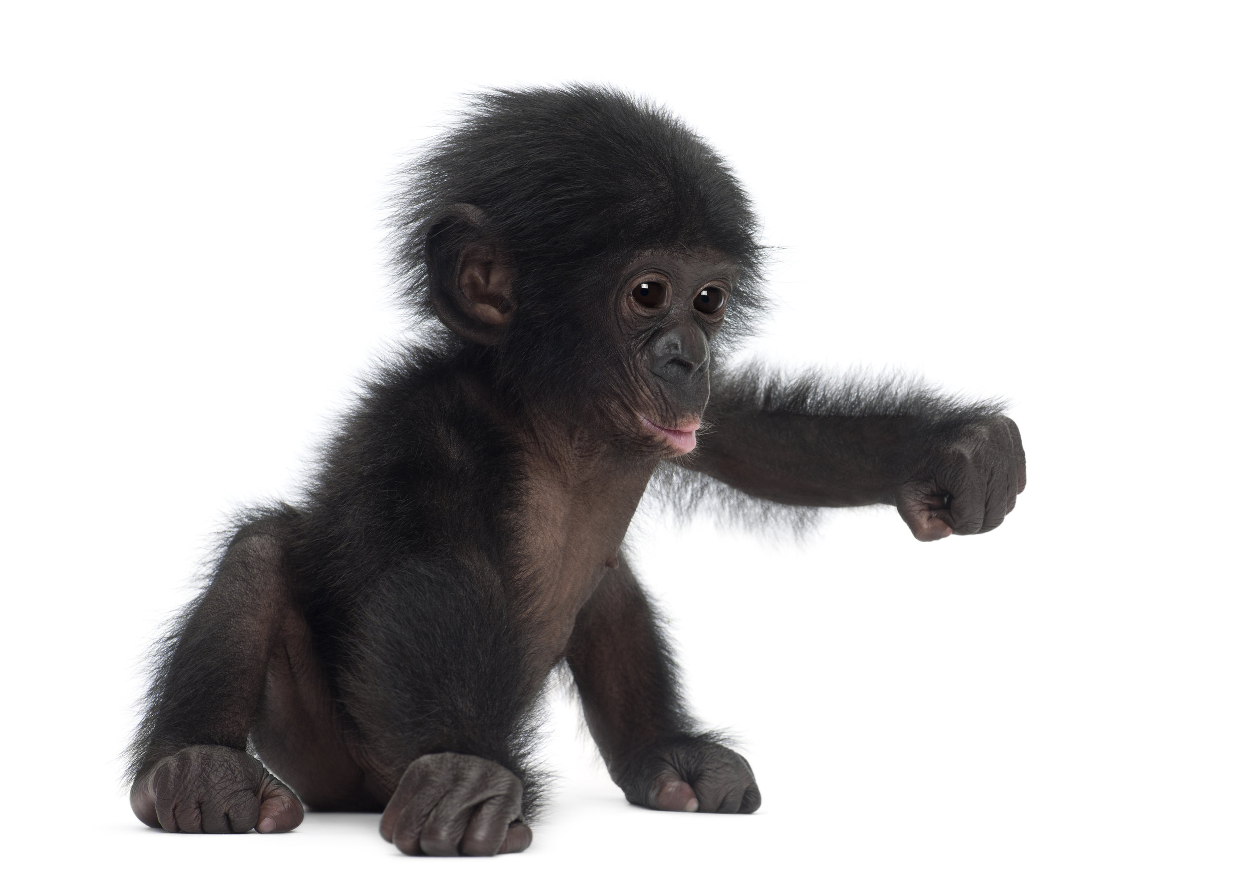 A nine month old bonobo baby. Photo©Getty