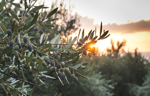 Olive trees grow in many parts of Italy ©Getty
