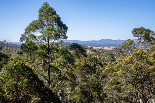 Native forest trees Western Australia ©iStock