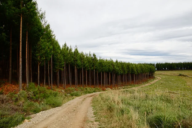 A plantation of pine trees ©iStock
