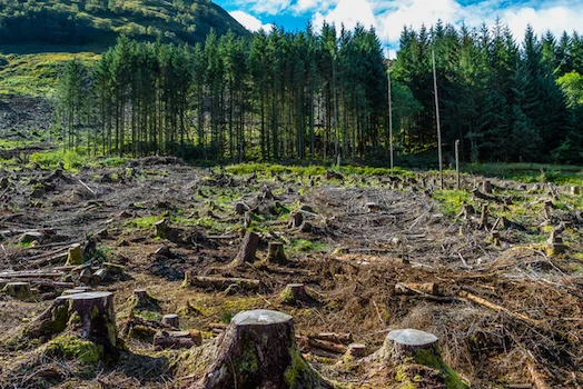 Pine forest after harvesting. New trees will be planted soon ©iStock