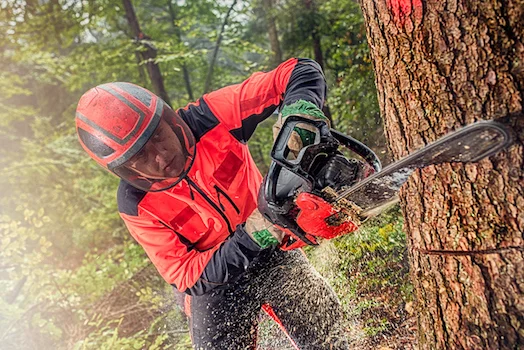 A forest worker uses a chainsaw to cut down trees. ©iStock