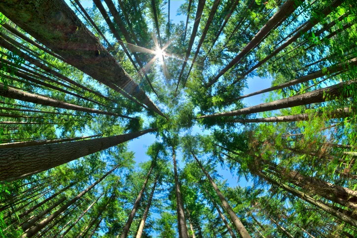 iStock-603903118.jpg
