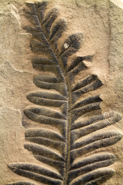 Plants can become fossils ©istock