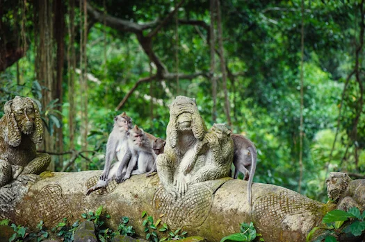 Long-tailed macaques live freely in the Monkey Forest in Ubud, Bali ©iStock