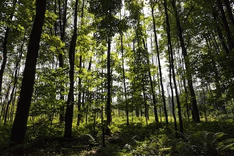 forestCanada_jup.jpg