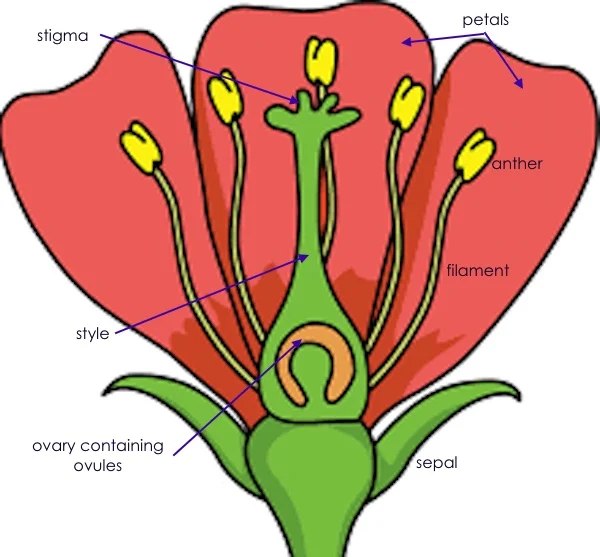 flower parts annotated.jpg