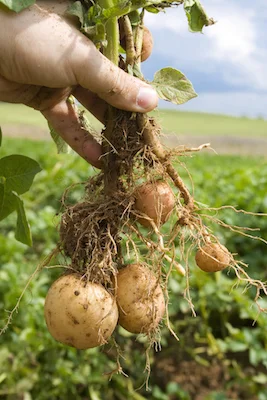 Potatoes grown on the fibrous roots of the potato plant. ©Getty