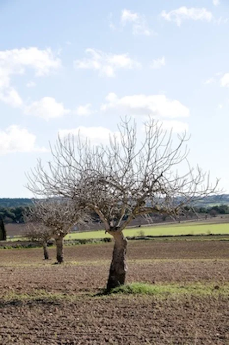 wintertree_jup.jpg