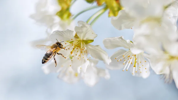 Pollination: as a bee collects nectar, pollen sticks to it and is taken to the next flower. The mixing of the pollen will result in fruit, in this case, cherries. The seeds are inside the fruit. ©Getty