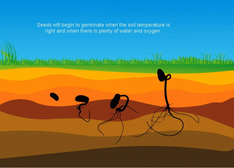 seedgermn.jpg