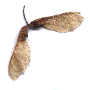 Double seeds form wings that spin through the air. ©Getty