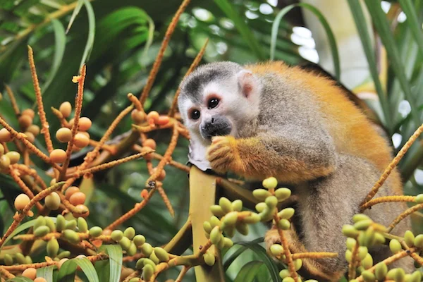 Monkeys like this squirrel monkey are good seed dispersers because they wander widely through their habitat eating fruit as they go. The seeds pass out of their bodies far away from the tree where it was gathered. ©Getty