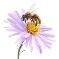 Pollen from this flower sticks to the bee and will mix with pollen at the next flower it visits. ©Getty