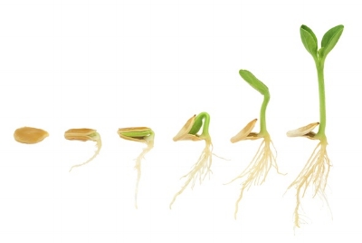 seed_sprouting_jup.jpg