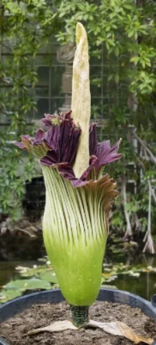 This flower is not fully open. You can see how short the stem is. ©Getty