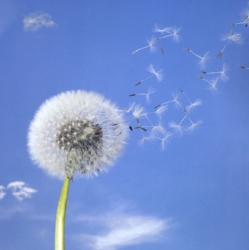 Dandelion seeds float like tiny parachutes. ©Getty