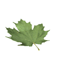 leaf_fallingani.gif