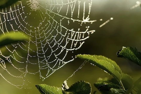 Dew hangs from a spider's web ©Getty.