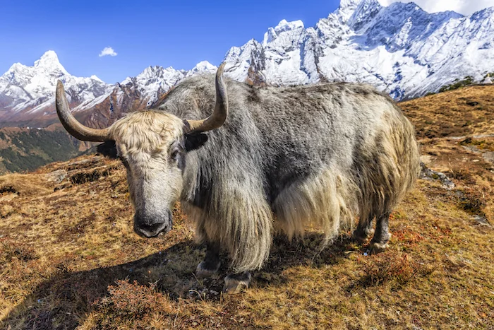 A yak male in summer on the Tibetan plateau. Photo©Getty