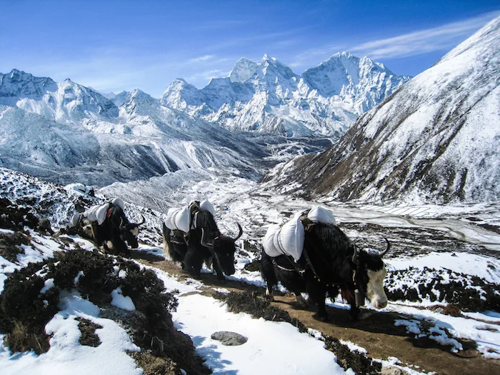 Domestic yaks are used to transport people and loads over distances through the mountains. ©Getty