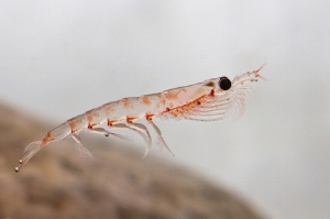 Antarctic krill are an important food for many animals. © Getty Images