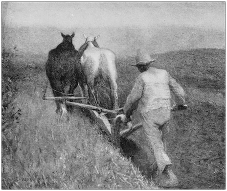 Long ago animals were harnessed together and the farmer followed with the plough. ©iStock