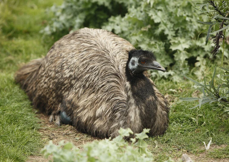 Emu — kidcyber Emu — kidcyber