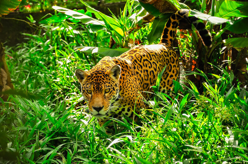 Jaguar Kidcyber