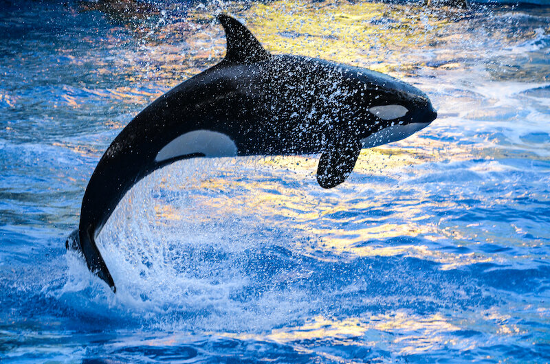 Orca Whale Kidcyber