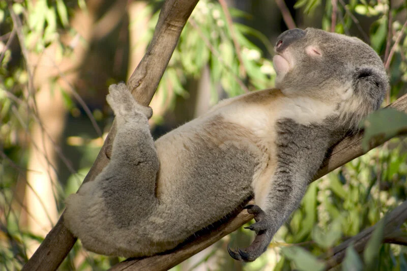 Koala — kidcyber