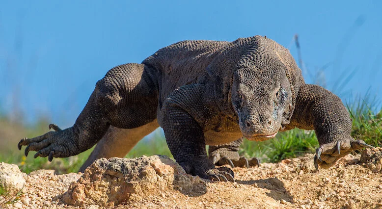 komodo_run_IS.jpg