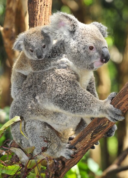 Koala — kidcyber