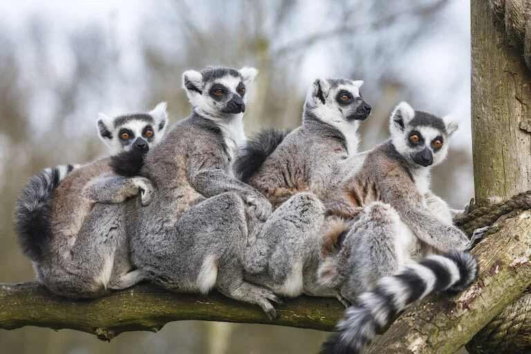 lemur_ringtailed_group_IS.jpg