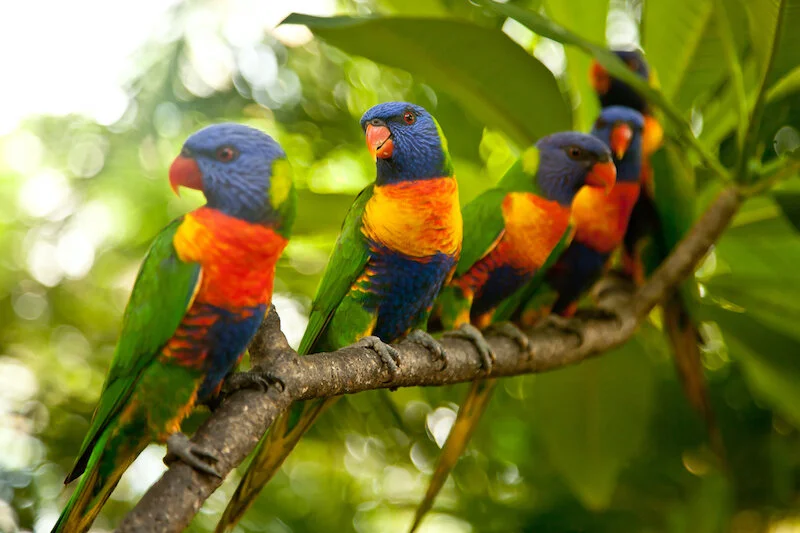 lorikeets_rainbow_in a row_IS.jpg