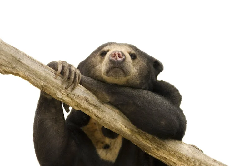 sunbear_chillax_IS.jpg