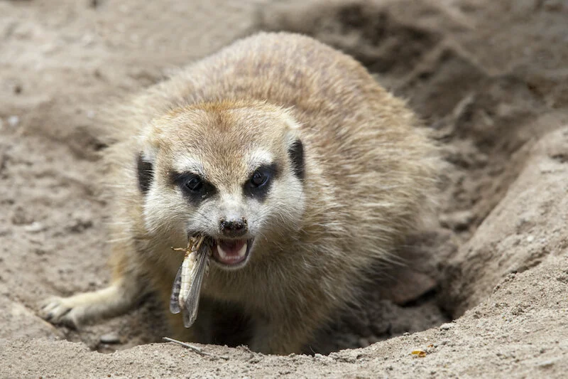 Meerkat — kidcyber