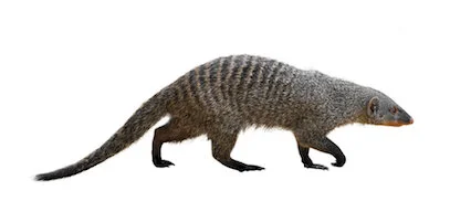 mongoose.jpg